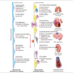Figura 2