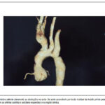 Imagem 2 da galeria