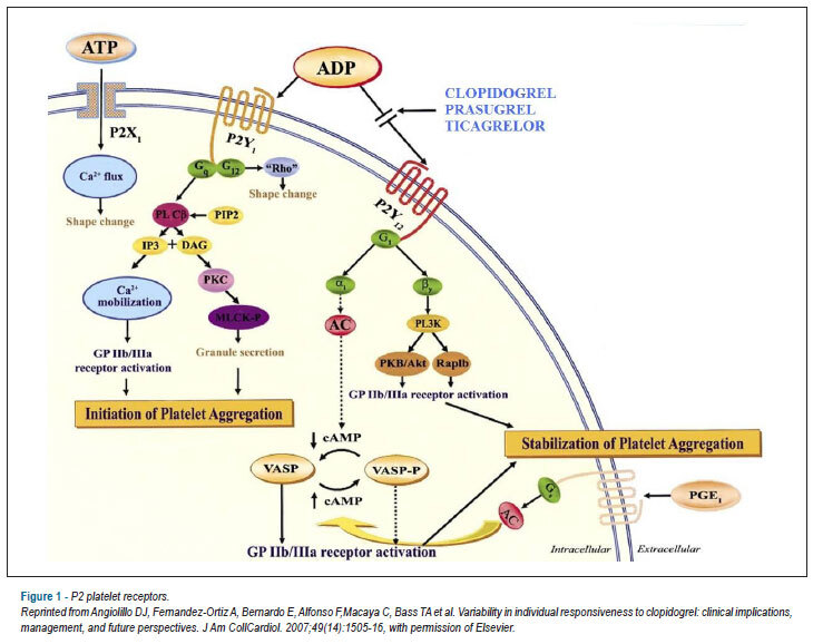 P2Y12 platelet receptors: importance in percutaneous coronary intervention