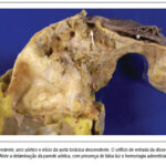 Imagem 7 da galeria
