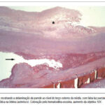 Imagem 9 da galeria