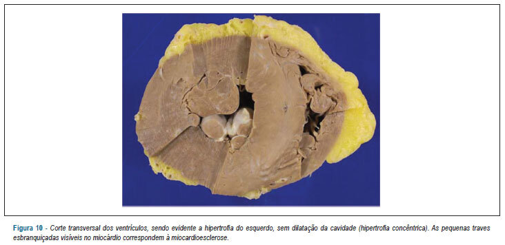 Imagem 10 da galeria