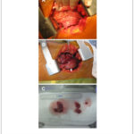 Imagem 2 da galeria