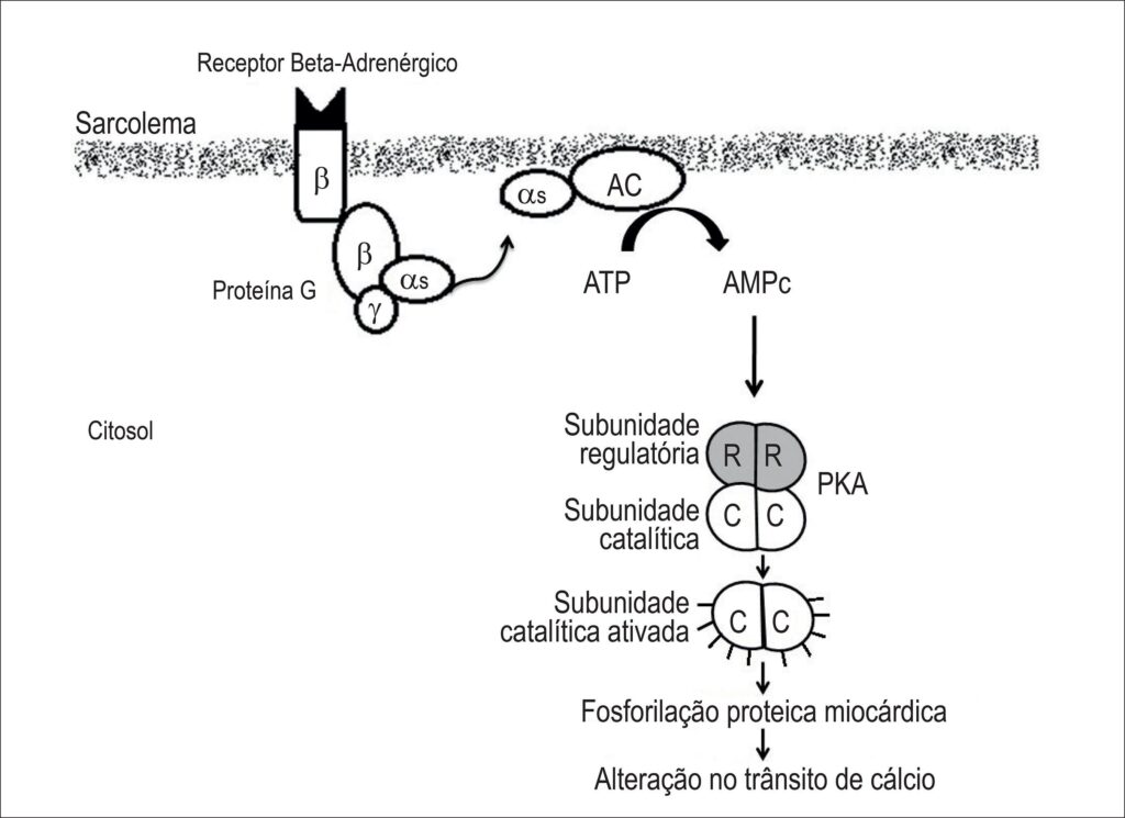Figura 1