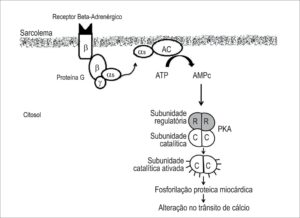 Figura 1