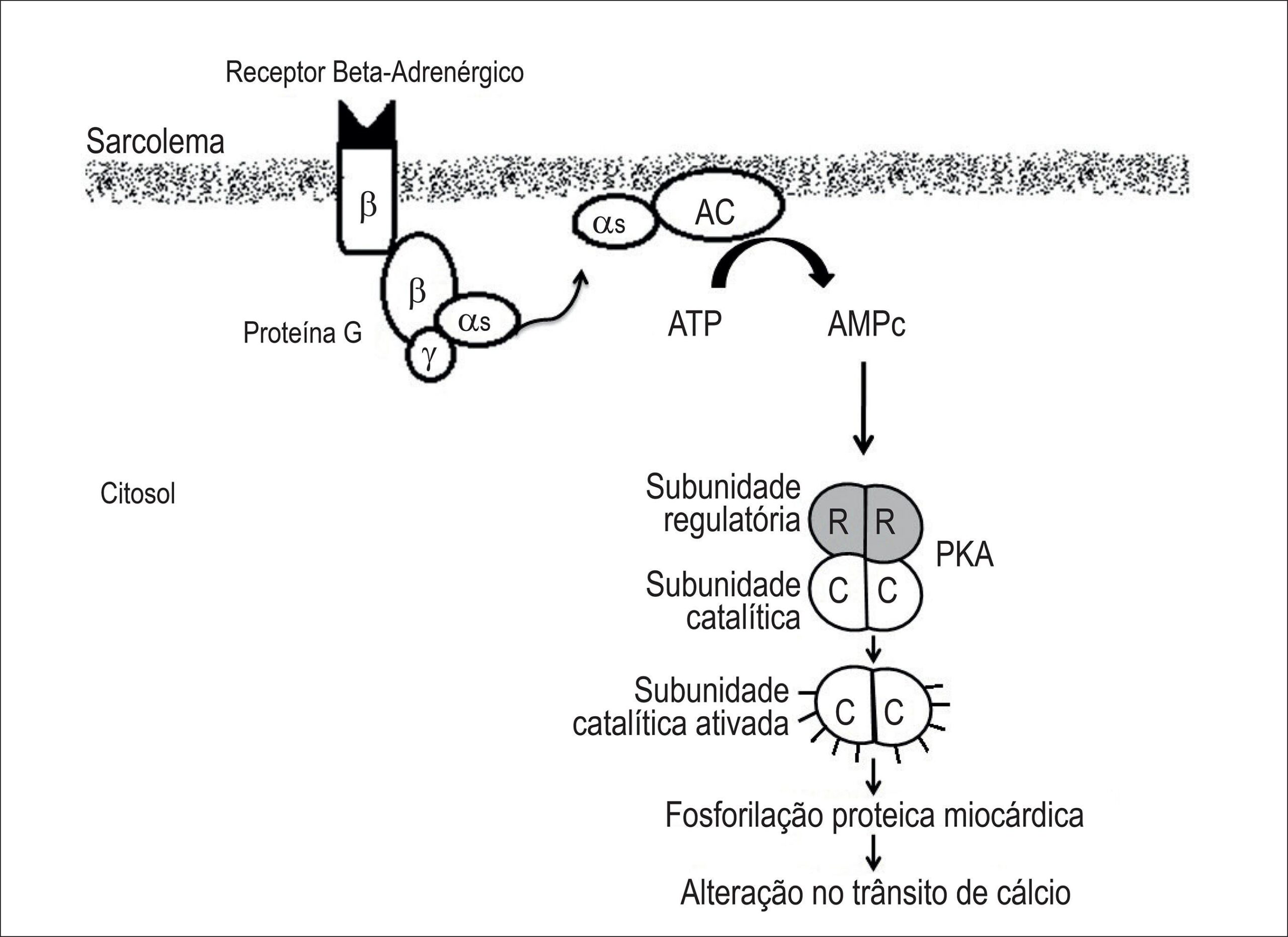 Figura 1