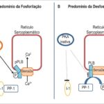 Figura 2