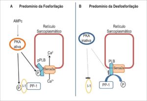 Figura 2