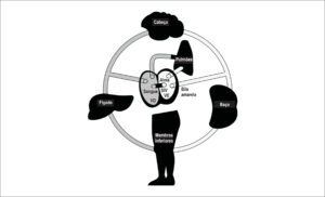 Figura 1
