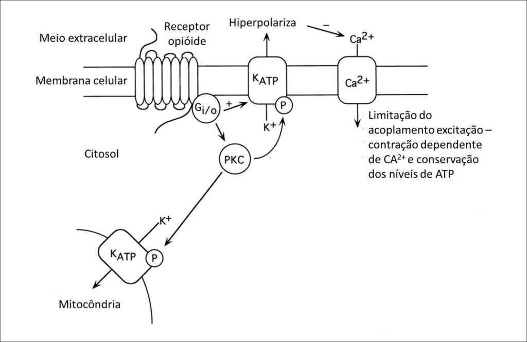 Figura 2