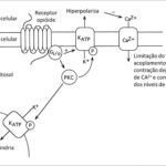 Figura 2