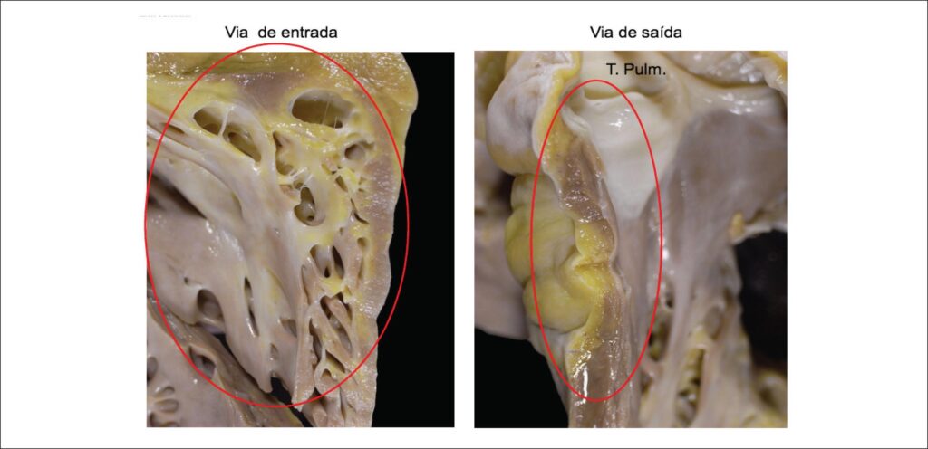 Figura 7