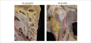 Figura 7