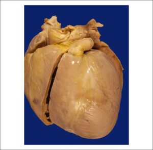 Figura 3
