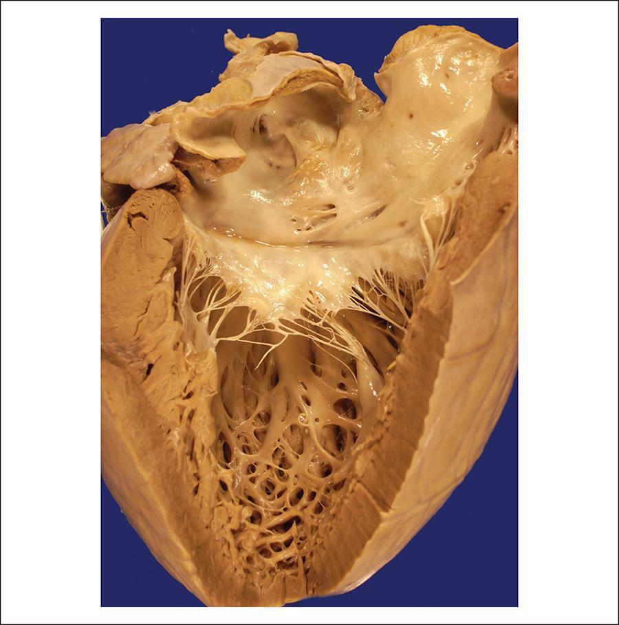 Figura 5