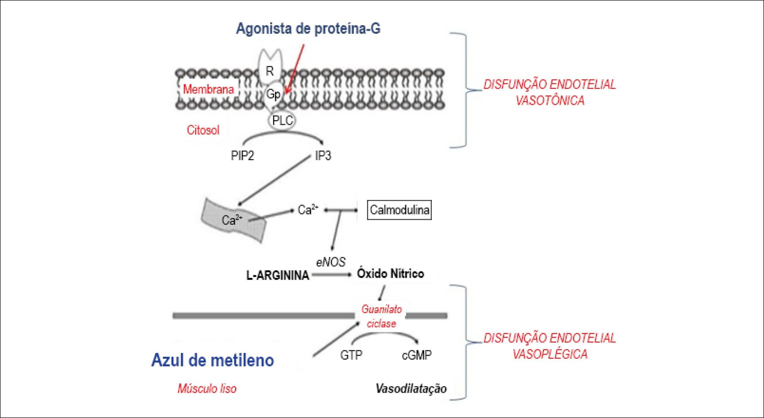 Figura 1