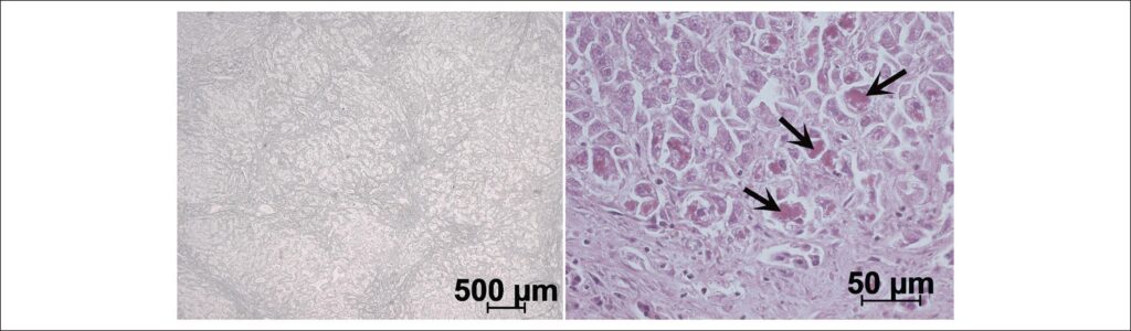 Figura 13