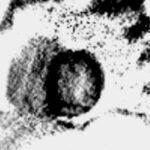Figura 3