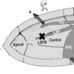 Figura 3
