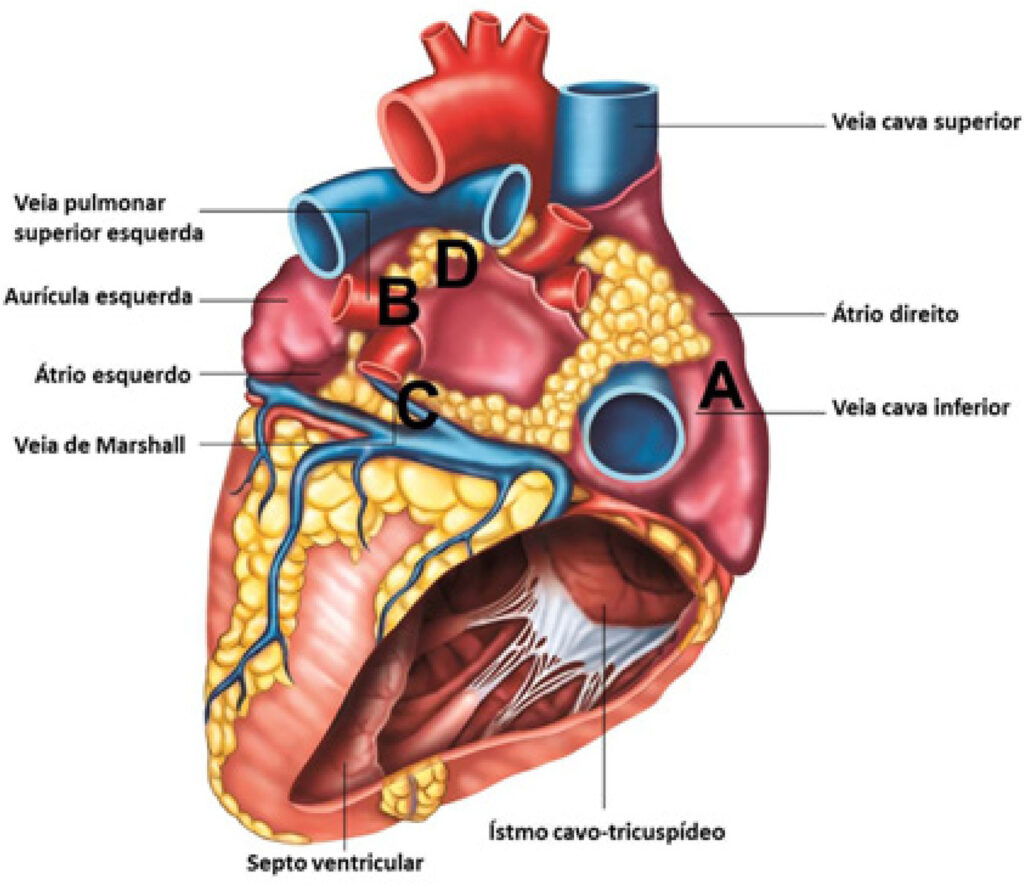 Figura 1