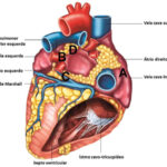 Figura 1
