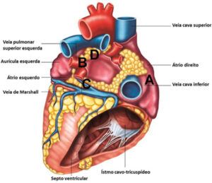 Figura 1