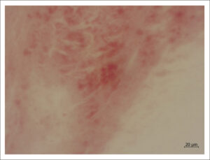 Figura 3