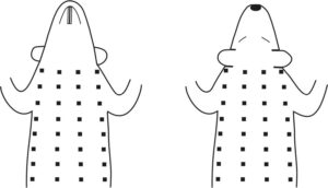 Figura 1