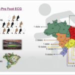 Figura 1