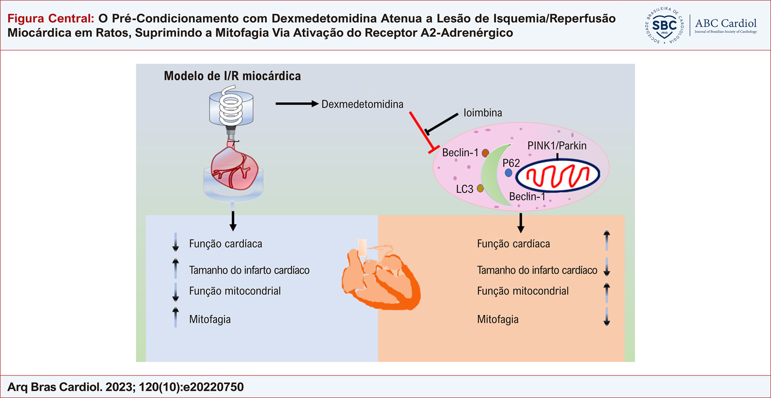 O Pré-Condicionamento com Dexmedetomidina Atenua a Lesão de Isquemia/Reperfusão Miocárdica em Ratos, Suprimindo a Mitofagia Via Ativação do Receptor Α2-Adrenérgico