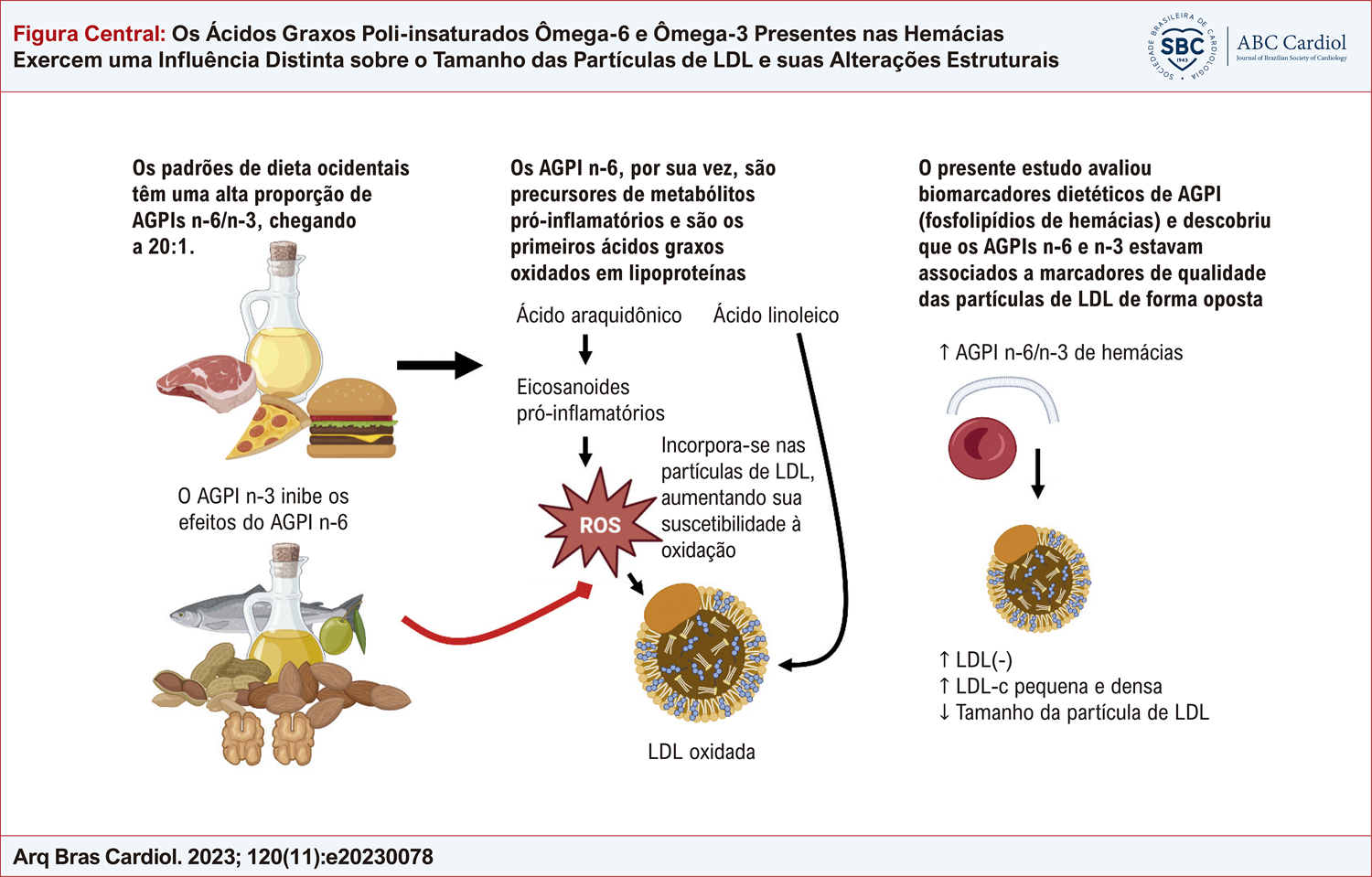 Os Ácidos Graxos Poli-insaturados Ômega-6 e Ômega-3 Presentes nas Hemácias Exercem uma Influência Distinta sobre o Tamanho das Partículas de LDL e suas Alterações Estruturais