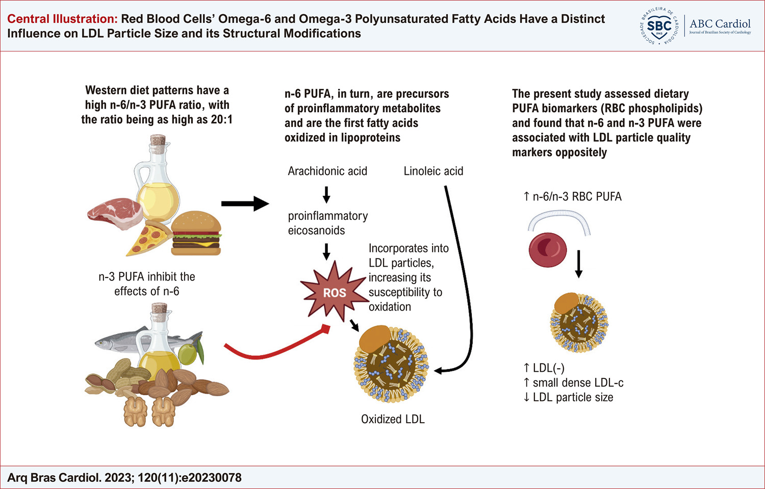 Red Blood Cells’ Omega-6 and Omega-3 Polyunsaturated Fatty Acids Have a Distinct Influence on LDL Particle Size and its Structural Modifications