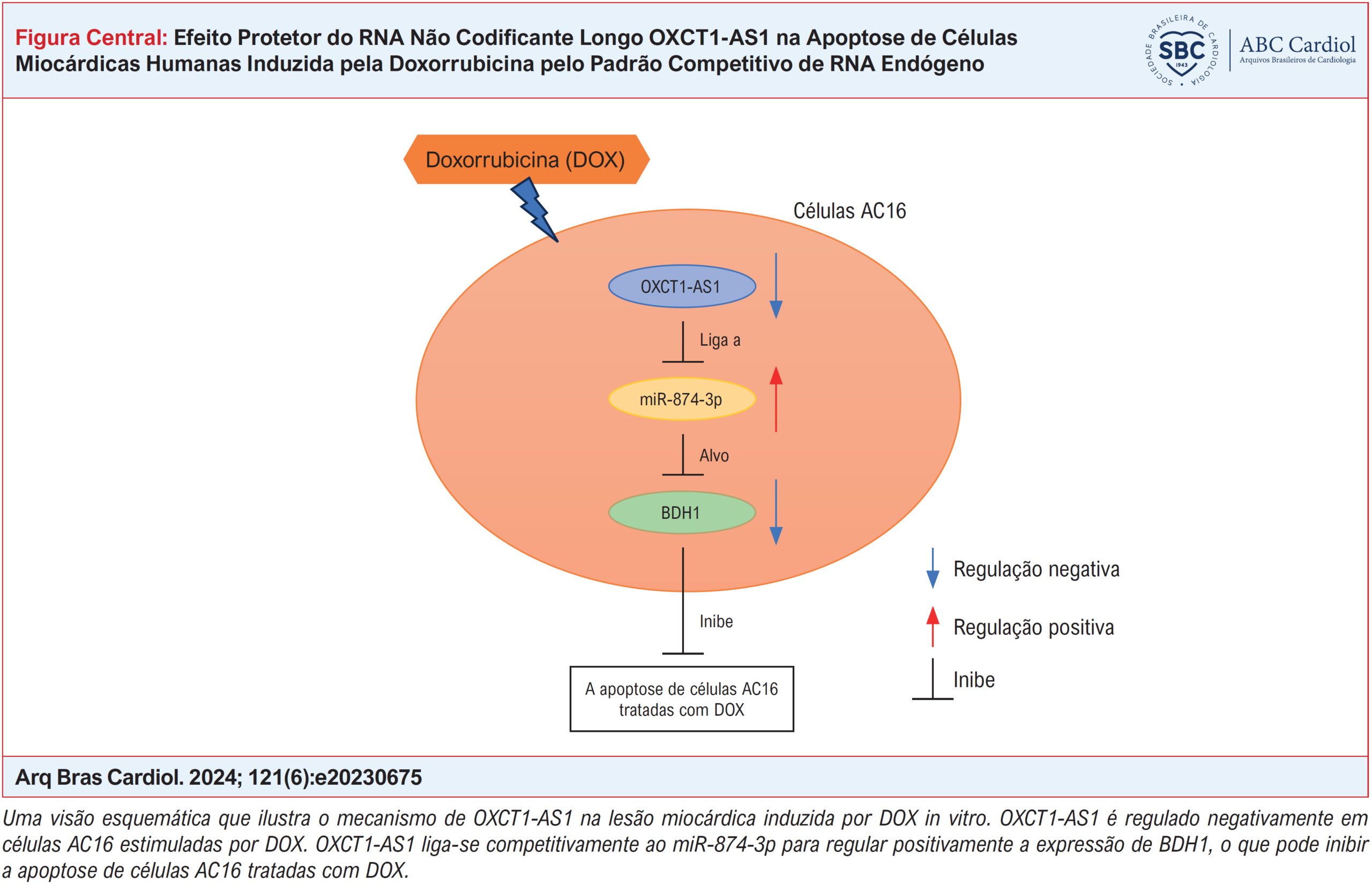 Efeito Protetor do RNA Não Codificante Longo OXCT1-AS1 na Apoptose de Células Miocárdicas Humanas Induzida pela Doxorrubicina pelo Padrão Competitivo de RNA Endógeno