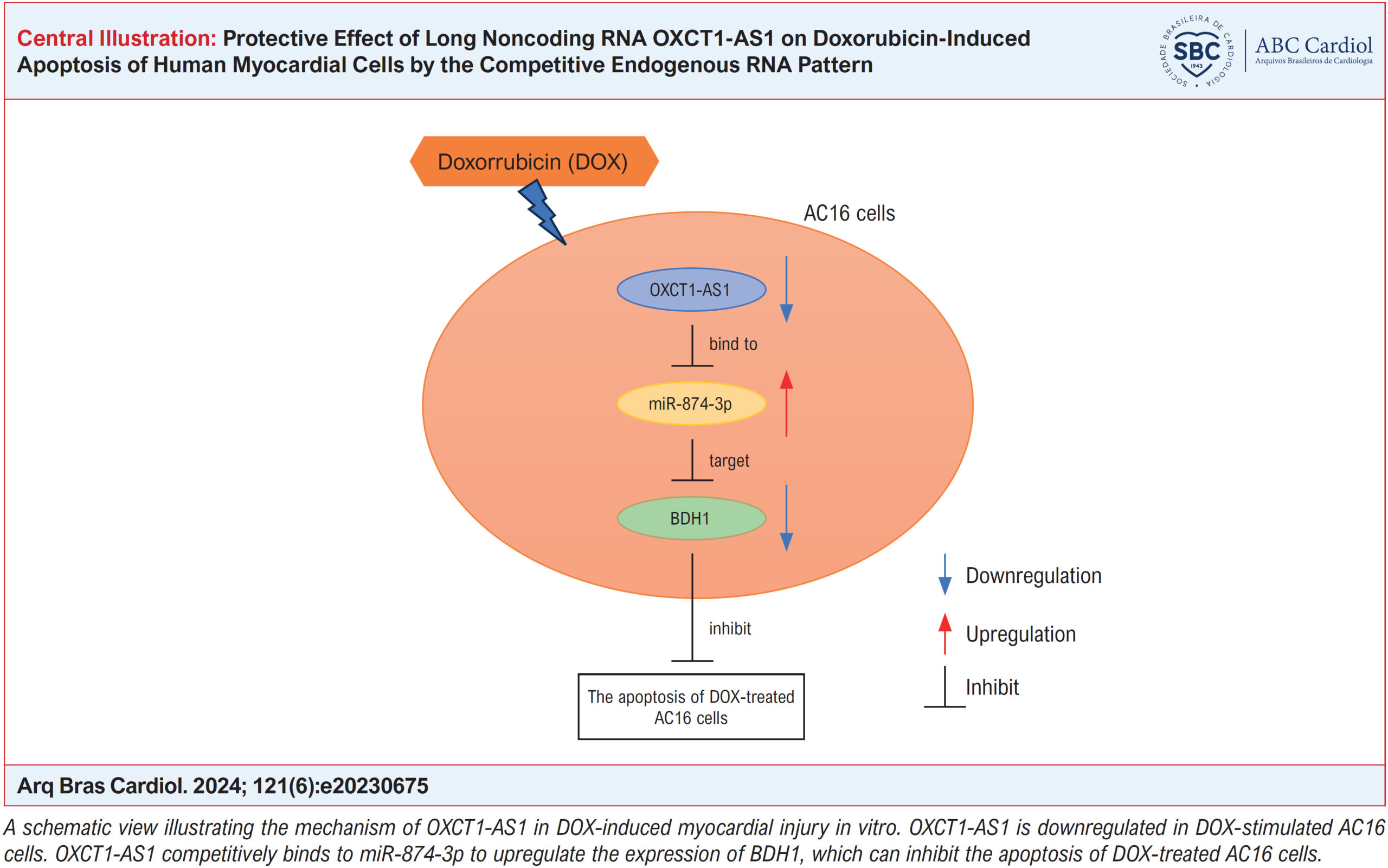 Protective Effect of Long Noncoding RNA OXCT1-AS1 on Doxorubicin-Induced Apoptosis of Human Myocardial Cells by the Competitive Endogenous RNA Pattern