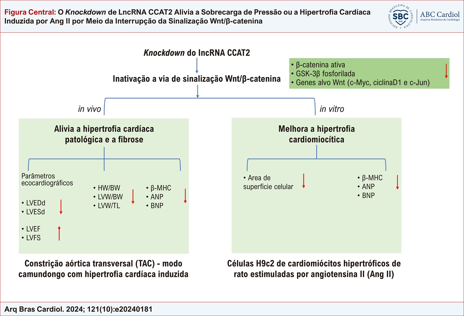 O Knockdown de LncRNA CCAT2 Alivia a Sobrecarga de Pressão ou a Hipertrofia Cardíaca Induzida por Ang II por Meio da Interrupção da Sinalização Wnt/β-catenina