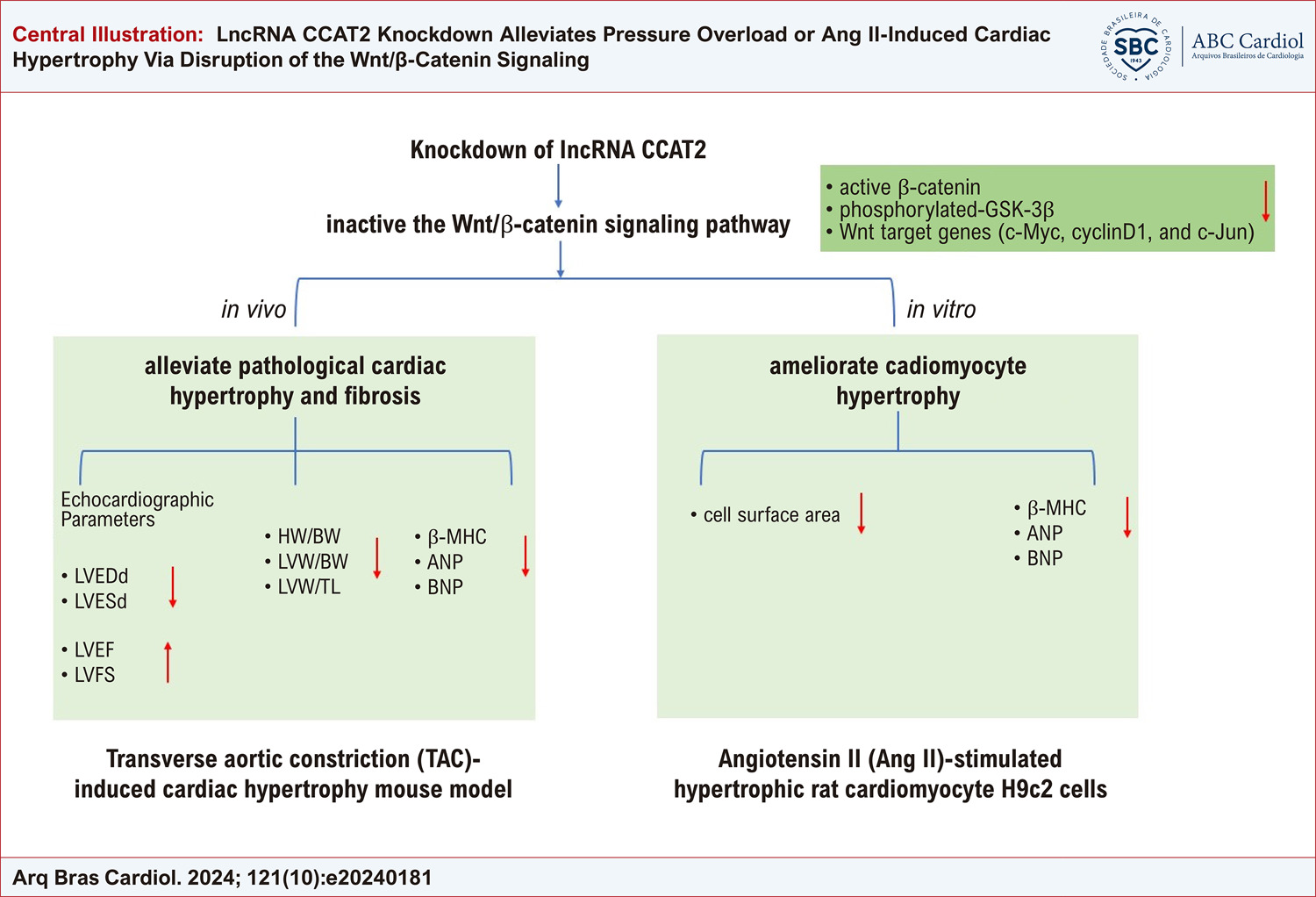 LncRNA CCAT2 Knockdown Alleviates Pressure Overload or Ang II-Induced Cardiac Hypertrophy Via Disruption of the Wnt/β-Catenin Signaling