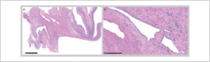 Figura 5