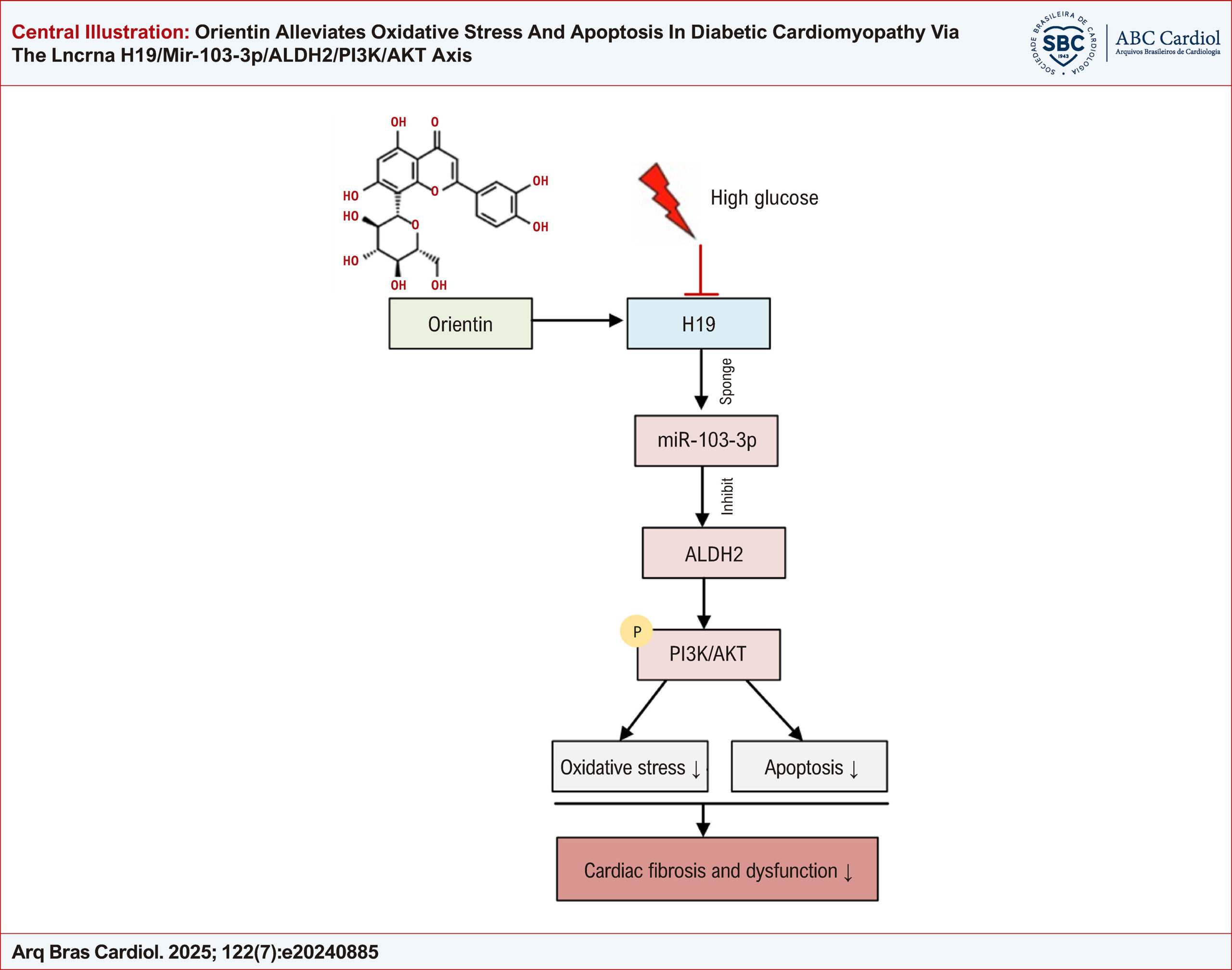 Orientin Alleviates Oxidative Stress And Apoptosis In Diabetic Cardiomyopathy Via The Lncrna H19/Mir-103-3p/ALDH2/PI3K/AKT Axis