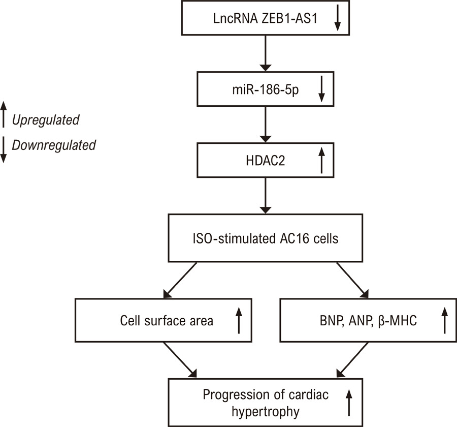 Knockdown of the Long Noncoding RNA ZEB1-AS1 Accelerates Cardiac Hypertrophy via the miR-186-5p/HDAC2 Pathway