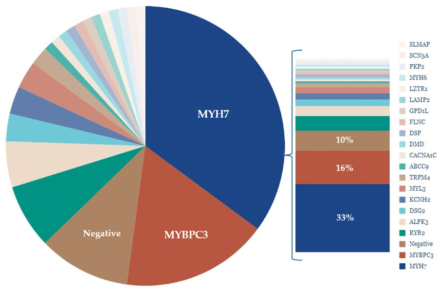 Genetic and Clinical Characterization of a South-Brazilian Hypertrophic Cardiomyopathy Cohort
