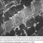 Imagem 4 da galeria