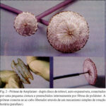 Imagem 2 da galeria