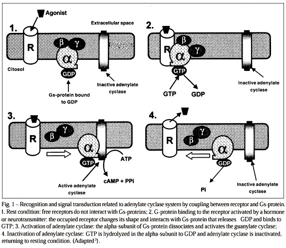The role of G-proteins in the pathophysiology of the cardiovascular diseases