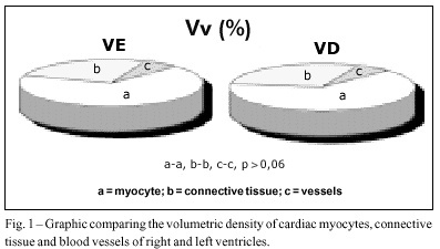Comparison between right and left ventricular myocardia during the human fetal period. Stereological evaluation