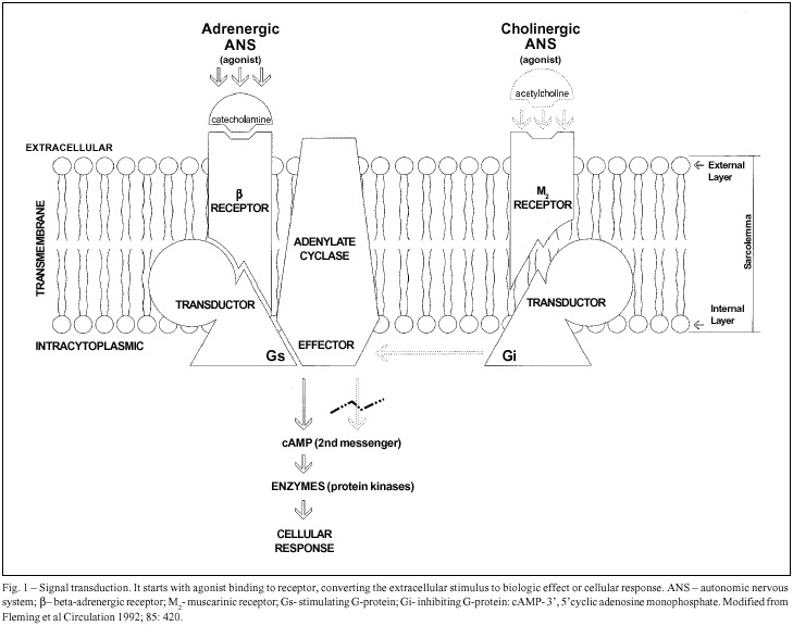 Beta-adrenergic pathway in healthy and hypertrophied hearts