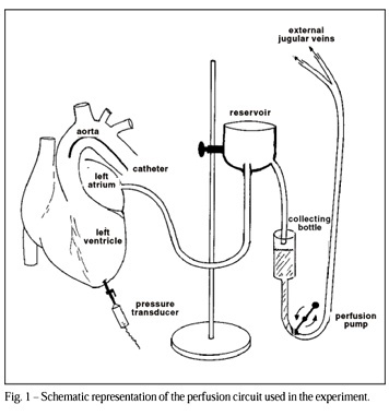 Influence of the elevation of the left ventricular diastolic pressure on the values of the first temporal derivative of the ventricular pressure (dP/dt)