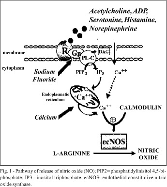 Expression of nitric oxide synthases in the pathophysiology of cardiovascular diseases