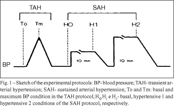 End-systolic pressure-diameter relation of the left ventricle during transient and sustained elevations of blood pressure
