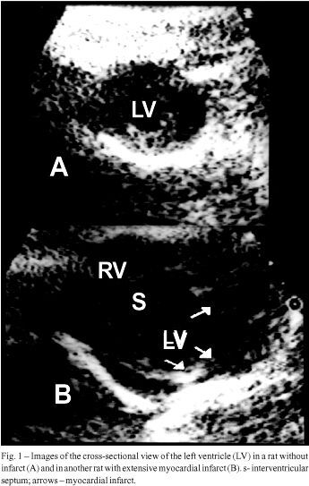 Structural and functional characteristics of rat hearts with and without myocardial infarct. Initial experience with doppler echocardiography