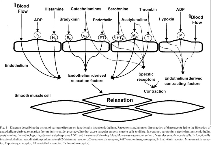Endothelial dysfunction and coronary artery disease